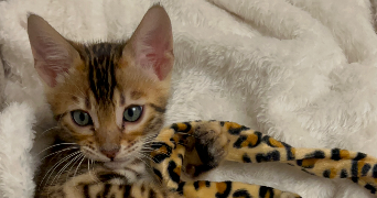 salomé pet sitter à CLAMART 92140_3
