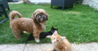 berengere pet sitter à LE HAVRE 76620_0