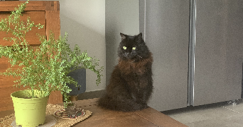 sam cat sitter à POITIERS 86000_0