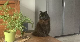 sam cat sitter à POITIERS 86000