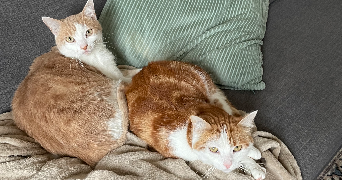 sarah pet sitter à PARIS 15 75015_2