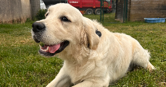 katalina pet sitter à RIVIERES 81600_1