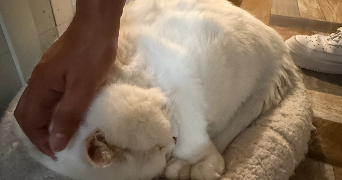 kevin pet sitter à LE PLESSIS ROBINSON 92350_2