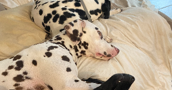 jessica pet sitter à HOUDAN 78550_5