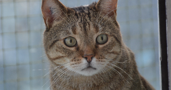 constance pet sitter à PARIS 11 75011_2