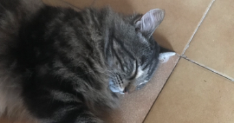clarissa pet sitter à TOULON 83000_1