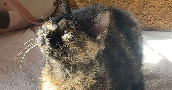 chloe pet sitter à LILLE 59000_6