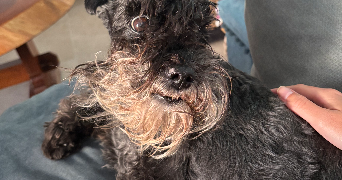 eléa pet sitter à BAILLARGUES 34670_1