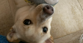 clara pet sitter à CHAMPIGNY SUR MARNE 94500_1