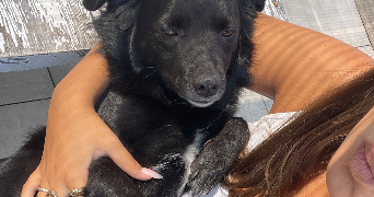 greta pet sitter à PARIS 20 75020_2