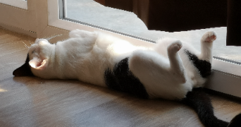 lisa pet sitter à ARMENTIERES 59280_2