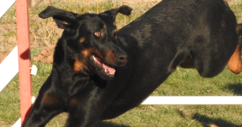 cecile pet sitter à ST ETIENNE DE FONTBELLON 07200_4