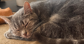 naïs pet sitter à NOYAL SUR VILAINE 35530_3