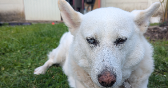 séverine pet sitter à BREST 29200_2