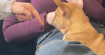 ophélie pet sitter à JOUE LES TOURS 37300_1