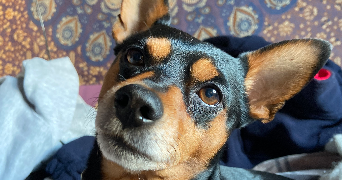 margaux pet sitter à Rouen 76000_5