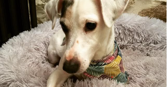 thomas pet sitter à PARIS 02 75002_2