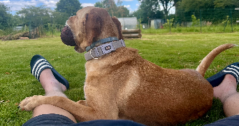 guillaume pet sitter à LORIENT 56100_6