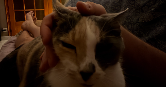 lirika pet sitter à GRESY SUR AIX 73100_7