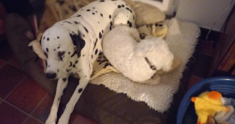 claire pet sitter à WAREMME 4300_1