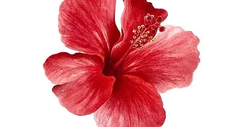 chloé pet sitter à CLERMONT FERRAND 63000