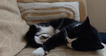 severine pet sitter à ALENCON 61000_1