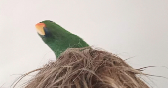 keigo pet sitter à MONTPELLIER 34090_3