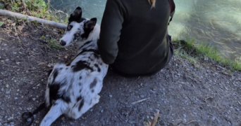 marine pet sitter à BEDOUS 64490_7