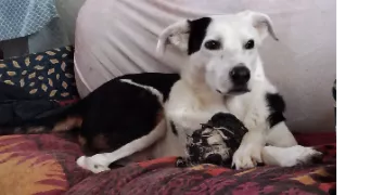 nicolas dog sitter à FEURS 42110