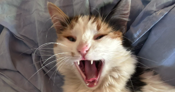tallia pet sitter à LE NOYER 05500_2