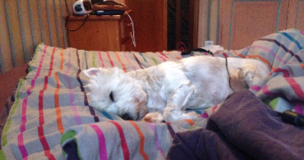 marion pet sitter à CATENOY 60840_3