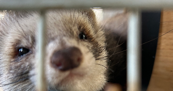 emma pet sitter à PIA 66380_0