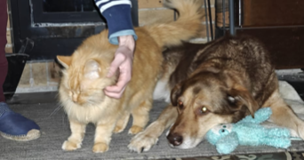 nicolas pet sitter à BOURGES 18000_1