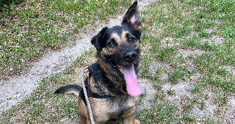 sophia pet sitter à COMPIEGNE 60200_0