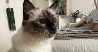 eva pet sitter à ANTIBES 06600_3