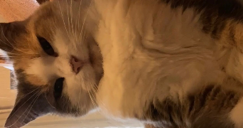 flora pet sitter à MARLY 59770_1