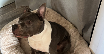 marina pet sitter à NEUILLY SUR MARNE 93330_8