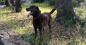 lauren pet sitter à NIMES 30000_1