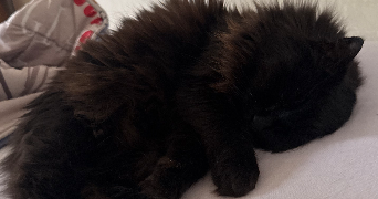 mounji cat sitter à PARIS 18 75018_1