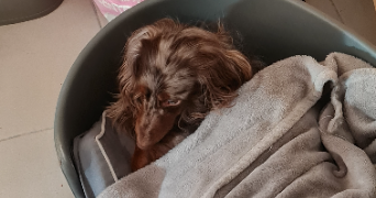 bibot pet sitter à NIMES 30900_1