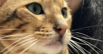 mila pet sitter à Lagny sur Marne 77400_5