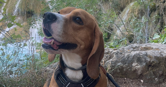 elsa pet sitter à ECQUEVILLY 78920_2