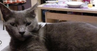 céline pet sitter à VENISSIEUX 69200_1