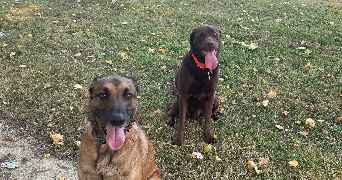 tiphaine pet sitter à LE CONQUET 29217_2