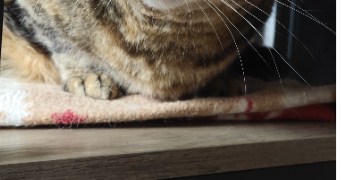 amandine pet sitter à CHANTEPIE 35135_0