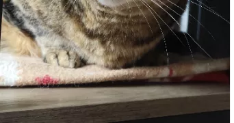 amandine pet sitter à CHANTEPIE 35135