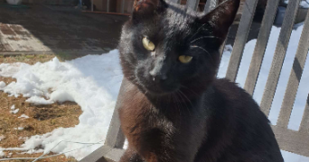 joffrey pet sitter à CHATEAUNEUF GRASSE 06740_3