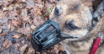 flavie pet sitter à CHAMPENOUX 54280_7