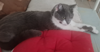 delphine pet sitter à ORVILLERS SOREL 60490_4
