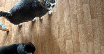 kacy pet sitter à LE MEE SUR SEINE 77350_2
